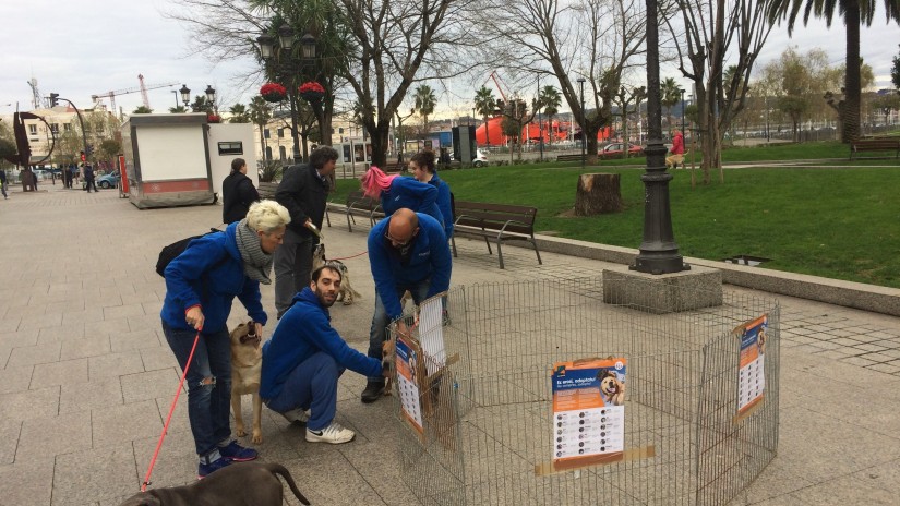 Una veintena de mascotas espera ser acogidas en la nueva campaña de adopción puesta en marcha por el Ayuntamiento