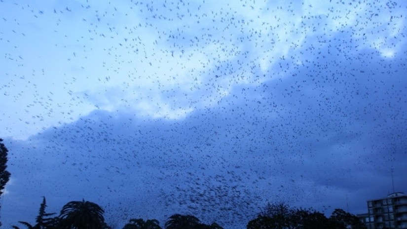 Santurtzi detecta 38 nidos en la campaña para controlar la población de gaviotas patamarillas