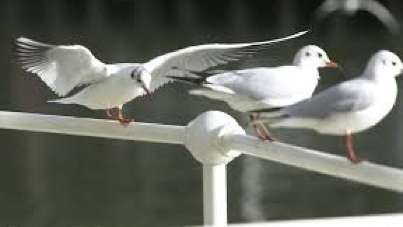 Santurtzi inicia una nueva campaña de control de población de gaviotas mediante controles de natalidad